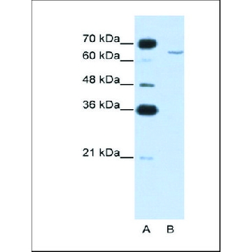 Anti-CPEB2 antibody produced in rabbit，100UL，SAB2107989-100UL，Sigma