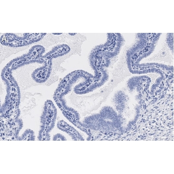 Anti-SOX17 Antibody, clone 3F7, ZooMAb® Rabbit Monoclonal，25UL，ZRB1345-25UL，Sigma