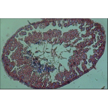 Anti-PIWIL1 antibody, Mouse monoclonal，200UL，SAB4200365-200UL，Sigma