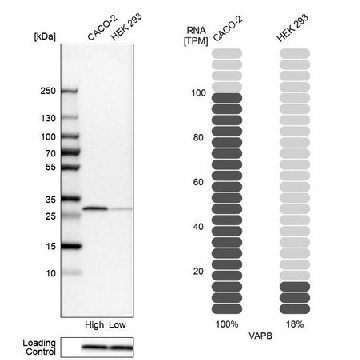 Anti-VAPB antibody produced in rabbit，100UL，HPA013144-100UL，Sigma