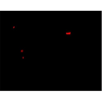 Anti-PANX1 antibody produced in rabbit，100UG，SAB3501025-100UG，Sigma