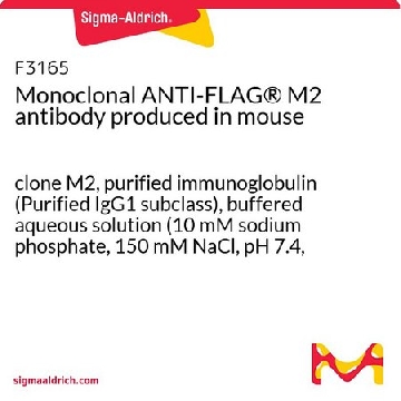单克隆抗-FLAG® M2 小鼠抗，1MG，F3165-1MG，Sigma