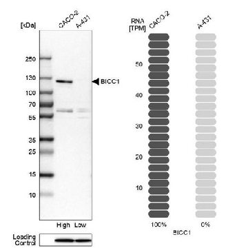 Anti-BICC1 antibody produced in rabbit，100UL，HPA045212-100UL，Sigma