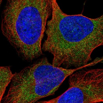 Anti-LTN1 antibody produced in rabbit，100UL，HPA055604-100UL，Sigma