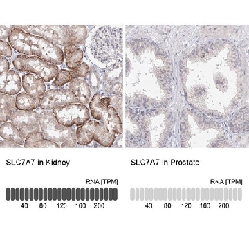 Anti-SLC7A7 antibody produced in rabbit，100UL，HPA036227-100UL，Sigma