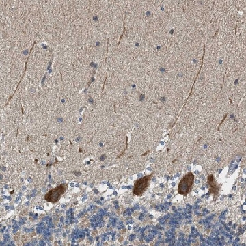 Anti-PCLO antibody produced in rabbit，100UL，HPA015858-100UL，Sigma