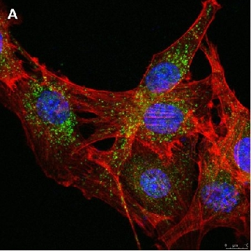 Anti-LRP1 85kDa subunit Antibody, clone 4G7, ZooMAb® Rabbit Monoclonal，4X25UL，ZRB1311-4X25UL，Sigma