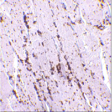 Anti-LIMP2 antibody produced in rabbit，100UG，SAB3500449-100UG，Sigma