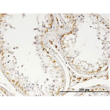 Monoclonal Anti-IL13 antibody produced in mouse，100UG，SAB1403976-100UG，Sigma