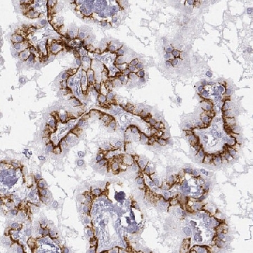 Anti-LEPR antibody produced in rabbit，100UL，HPA030899-100UL，Sigma