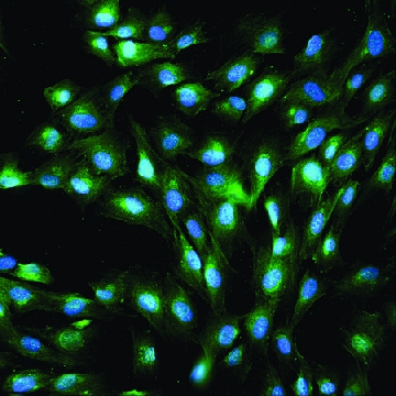抗  兔 IgG（全分子）–FITC 山羊抗，0.5ML，F0382-.5ML，Sigma