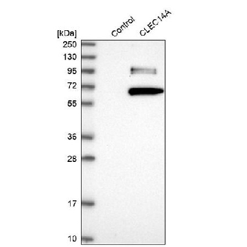 Anti-CLEC14A antibody produced in rabbit，100UL，HPA039468-100UL，Sigma