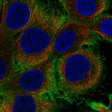 Anti-Il36G Antibody Produced In Rabbit，1004G，HPA068168-100UL，Sigma