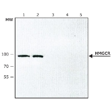 Anti-HMGCR (internal) antibody produced in rabbit，200UL，SAB4200529-200UL，Sigma