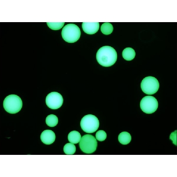 抗-人IgG（Fc特异性）单克隆抗体，0.2ML，F5016-.2ML，Sigma