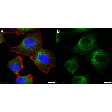 Anti-Piezo1 Antibody, clone 2B18 ZooMAb® Rabbit Monoclonal，254G，ZRB2190-25UL，Sigma