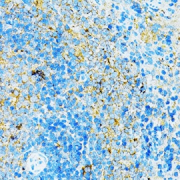 Anti-TLR4 antibody produced in rabbit，100UL，SAB5700798-100UL，Sigma