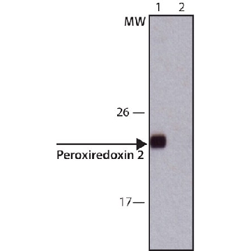 Anti-Peroxiredoxin 2 (C-terminal) antibody produced in rabbit，200UL，R8656-200UL，Sigma