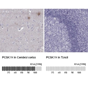 Anti-PCSK1N antibody produced in rabbit，100UL，HPA003925-100UL，Sigma