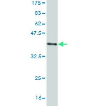 Monoclonal Anti-SCARA3 antibody produced in mouse，100UG，WH0051435M1-100UG，Sigma