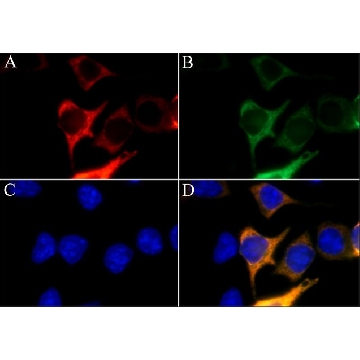 Anti-AsCas12a (Cpf1) antibody, Mouse monoclonal，100UL，SAB4200756-100UL，Sigma