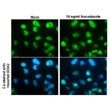 Monoclonal Anti-NuMA antibody produced in mouse，100UL，SAB2702236-100UL，Sigma