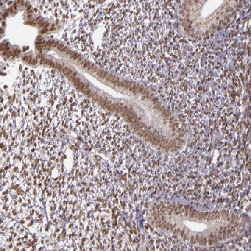 Anti-ZFX antibody produced in rabbit，100UL，HPA001748-100UL，Sigma