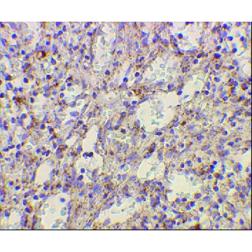 Anti-TLR2 antibody produced in rabbit，100UG，PRS3135-100UG，Sigma