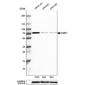 Anti-G3BP1 antibody produced in rabbit，100UL，HPA004052-100UL，Sigma