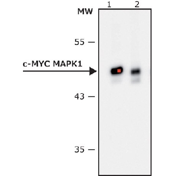 抗 c-Myc过氧化物酶抗体，小鼠单克隆，1VIAL，SAB4200742-1VL，Sigma