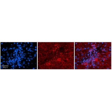 Anti-PDGFB antibody produced in rabbit，100UL，SAB2108198-100UL，Sigma