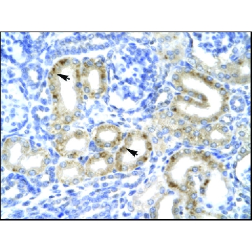 Anti-TBX1，100UL，SAB2108485-100UL，Sigma