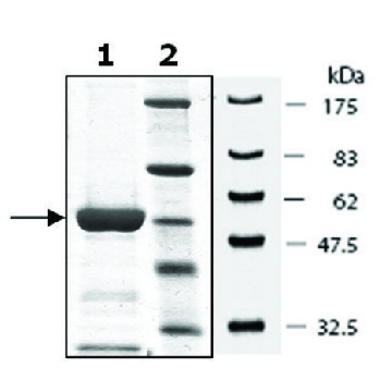 MKK6 active human，20UG，SRP0372-20UG，Sigma