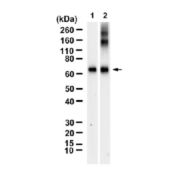 Anti-BSA Antibody, clone 3H2 ZooMAb® Rabbit Monoclonal，254G，ZRB2875-25UL，Sigma