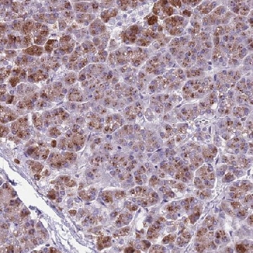 Anti-ADCY7 antibody produced in rabbit，100UL，HPA048241-100UL，Sigma