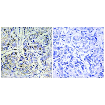 Anti-Centromeric Protein A antibody produced in rabbit，100UG，SAB4500130-100UG，Sigma