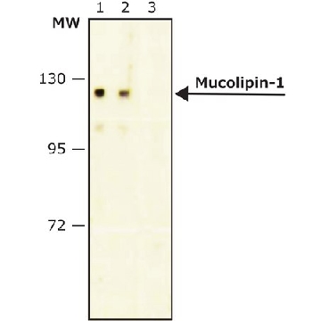 Anti-Mucolipin-1 antibody, Mouse monoclonal，200UL，M8072-200UL，Sigma