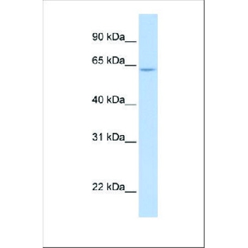 Anti-ARID5A (ab1) antibody produced in rabbit，100UL，SAB2100147-100UL，Sigma