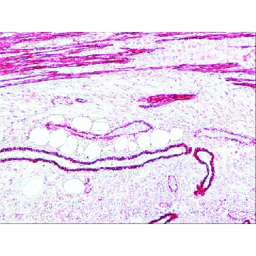 抗  小鼠 IgG（Fc 特异性）-碱性磷酸酶 山羊抗，1ML，A1418-1ML，Sigma