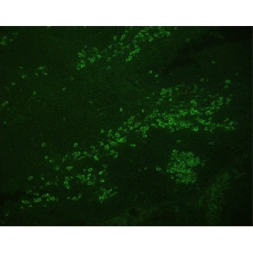Anti-Avidin–FITC antibody, Mouse monoclonal，0.5ML，F1269-.5ML，Sigma