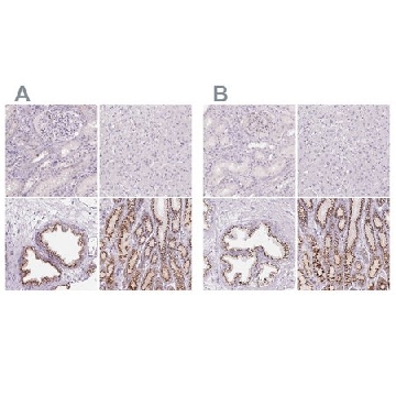 Anti-GALNT7 antibody produced in rabbit，100UL，HPA064243-100UL，Sigma