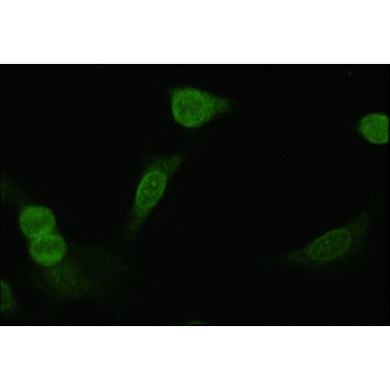 Anti-NR4A2 (N-terminal) antibody produced in rabbit，200UL，N6413-200UL，Sigma