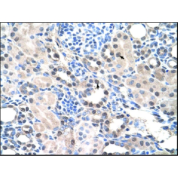 Anti-RORA (AB3) antibody produced in rabbit，100UL，AV45608-100UL，Sigma