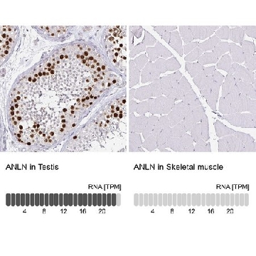 Monoclonal Anti-ANLN antibody produced in mouse，100UL，AMAB90660-100UL，Sigma