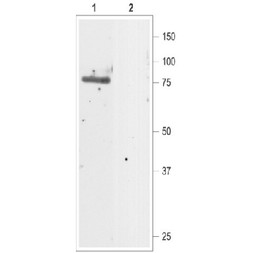 Anti-Chloride Channel CLC-5 (Clcn5) antibody produced in rabbit，200UL，C1116-200UL，Sigma