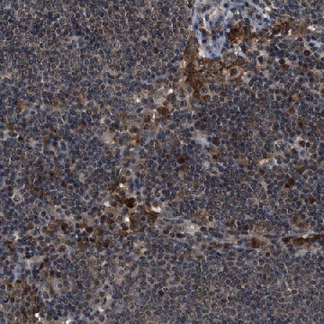 Anti-SLC15A4 antibody produced in rabbit，100UL，HPA016713-100UL，Sigma