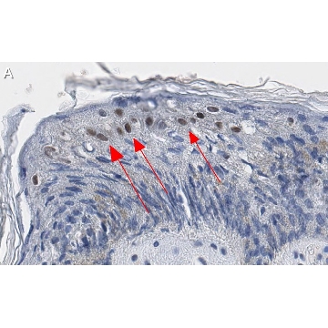 Anti-GRHL2 Antibody, clone 2N18 ZooMAb® Rabbit Monoclonal，4X25UL，ZRB1476-4X25UL，Sigma