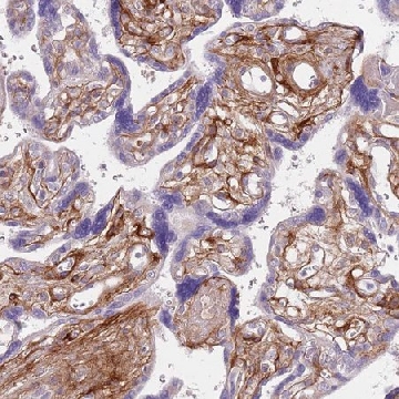 Anti-TINAGL1 antibody produced in rabbit，100UL，HPA048695-100UL，Sigma