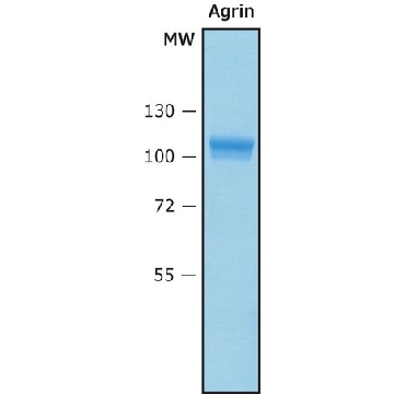 Agrin Human，50UG，SAE0095-50UG，Sigma