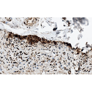 Anti-HSP70 Antibody, clone 4E12 ZooMAb® Rabbit Monoclonal，25UL，ZRB1237-25UL，Sigma